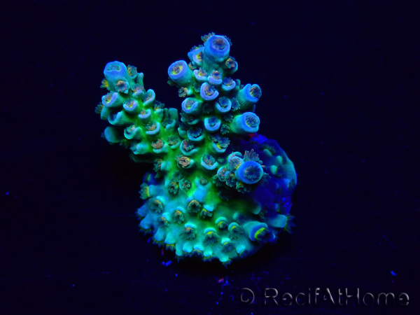 WYSIWYG Acropora Maricoltura acclimatata a LED