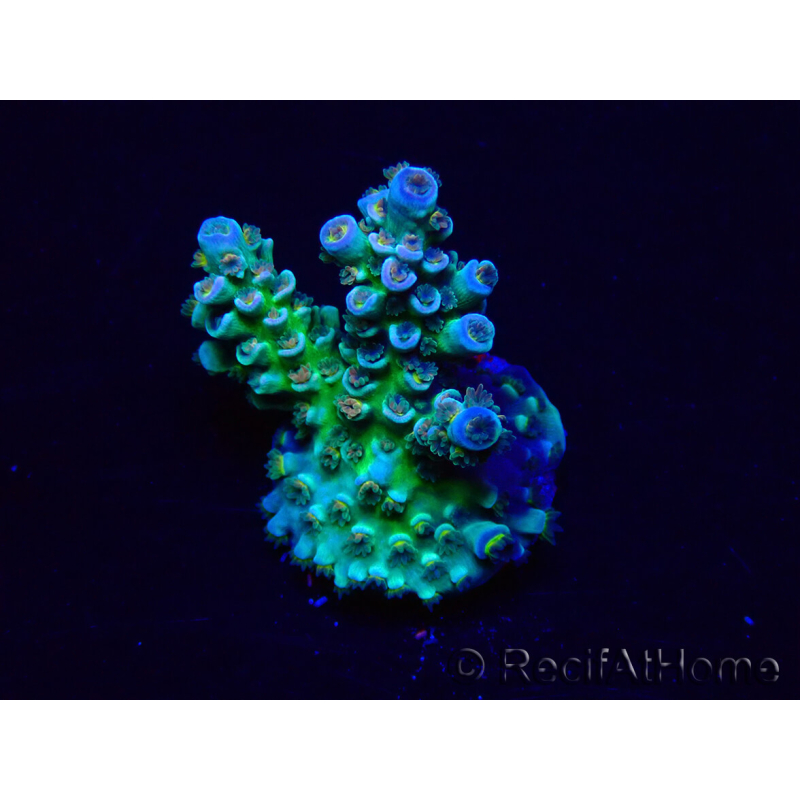 WYSIWYG Acropora Marikultur akklimatisiert LED
