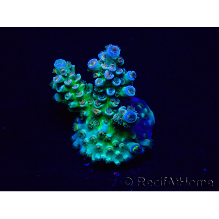WYSIWYG Acropora 15R11 Mariculture acclimaté led