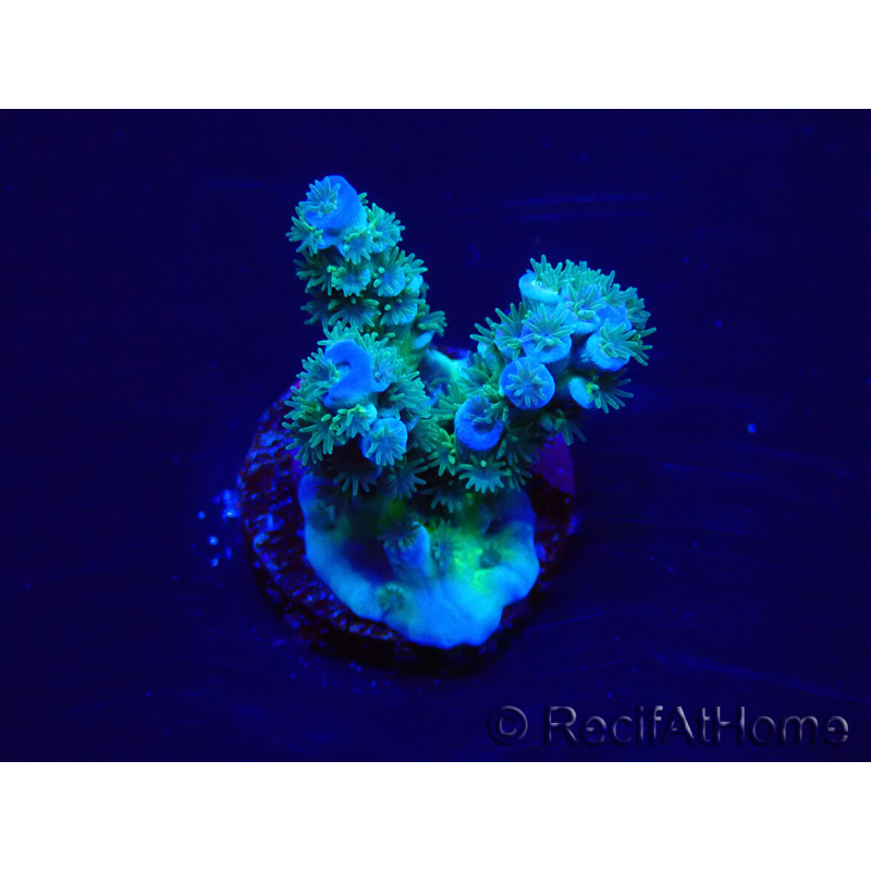 WYSIWYG Acropora Maricultura aclimatada LED