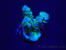 WYSIWYG Acropora Mariculture acclimated LED