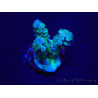 WYSIWYG Acropora Maricultura aclimatada LED