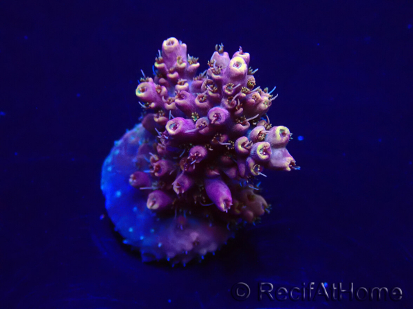 WYSIWYG Acropora Maricultuur geacclimatiseerd LED
