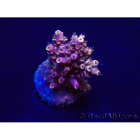 WYSIWYG Acropora Mariculture acclimated LED