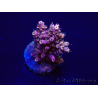 WYSIWYG Acropora Maricultura aclimatada LED