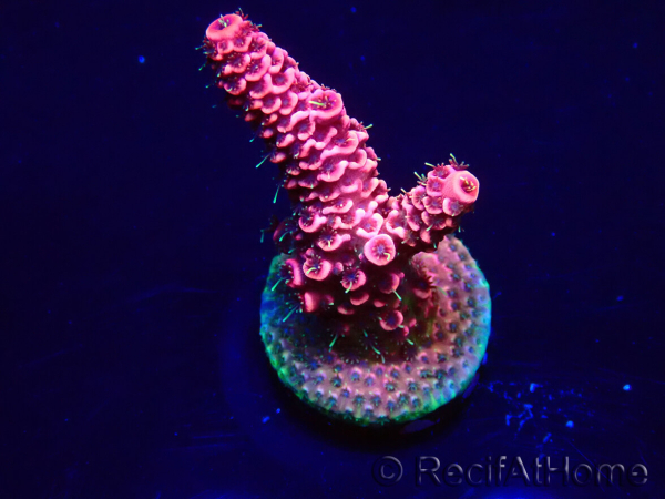 WYSIWYG Acropora Mariculture acclimated LED