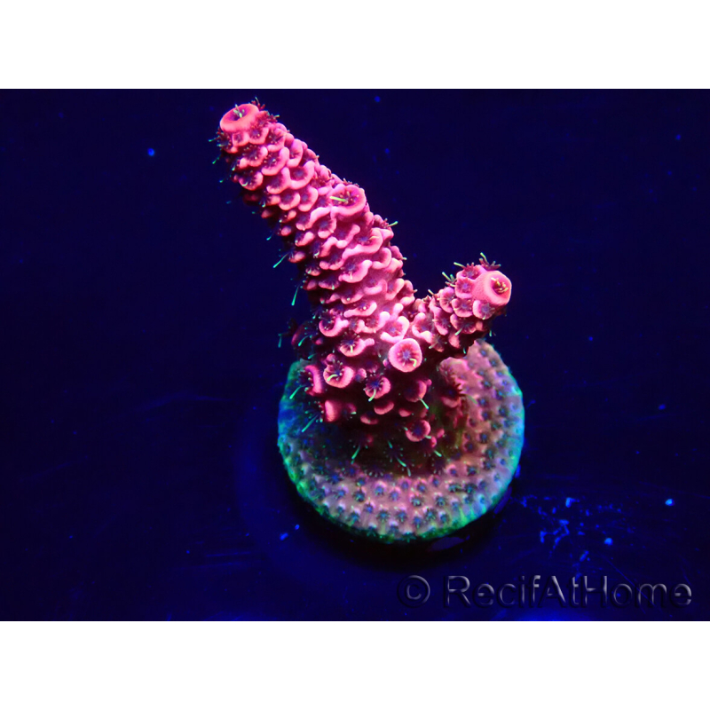 WYSIWYG Acropora Mariculture acclimated LED