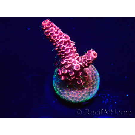 WYSIWYG Acropora Mariculture acclimated LED