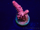 WYSIWYG Acropora 15S9 Mariculture acclimaté led