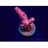 WYSIWYG Acropora Mariculture acclimated LED