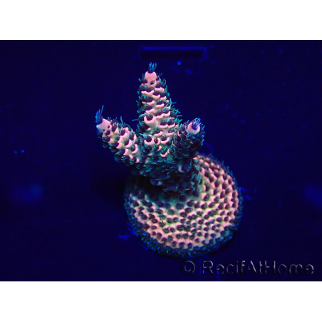 WYSIWYG Acropora Maricultura aclimatada LED