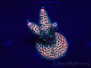 WYSIWYG Acropora Maricultura aclimatada LED