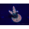 WYSIWYG Acropora Maricultura aclimatada LED