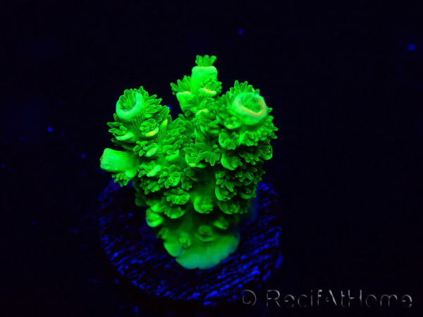 WYSIWYG Acropora Maricoltura acclimatata a LED