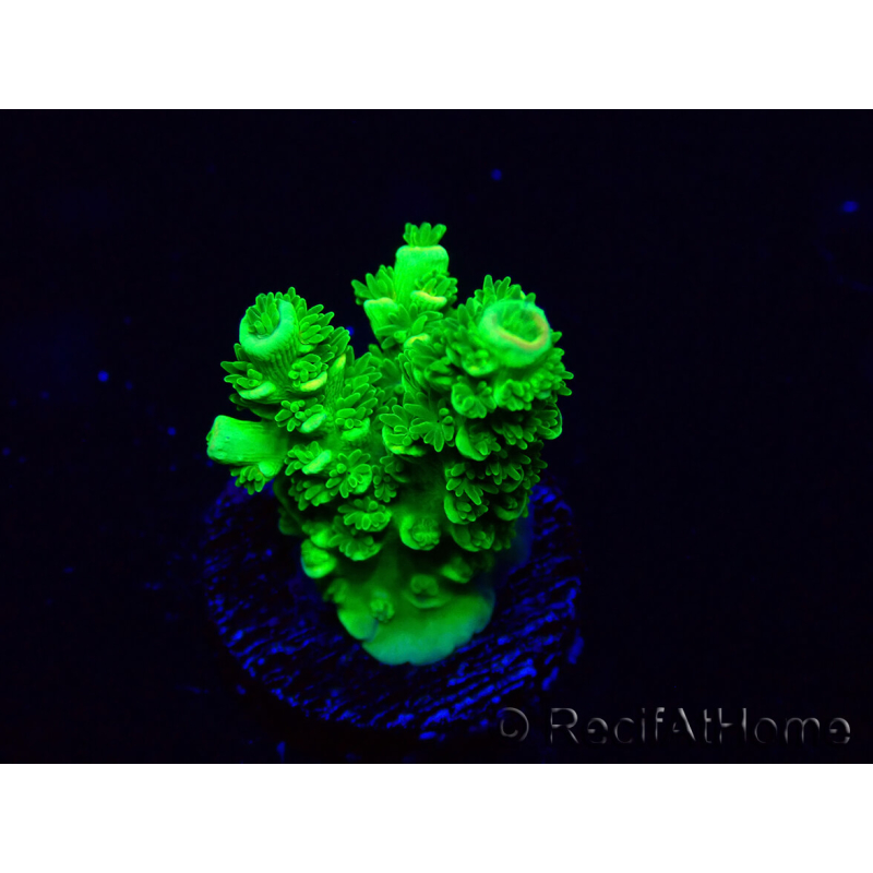 WYSIWYG Acropora Maricultura aclimatada LED