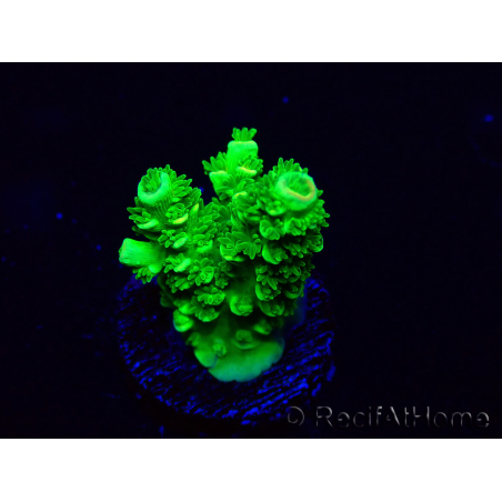 WYSIWYG Acropora Mariculture acclimated LED