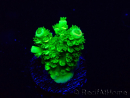 WYSIWYG Acropora Maricultuur geacclimatiseerd LED