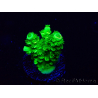 WYSIWYG Acropora Mariculture acclimated LED