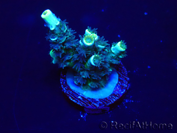WYSIWYG Acropora Maricoltura acclimatata a LED