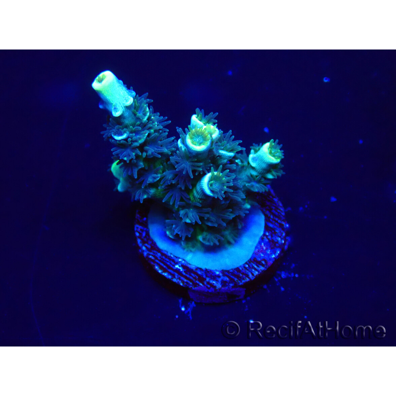 WYSIWYG Acropora Maricoltura acclimatata a LED