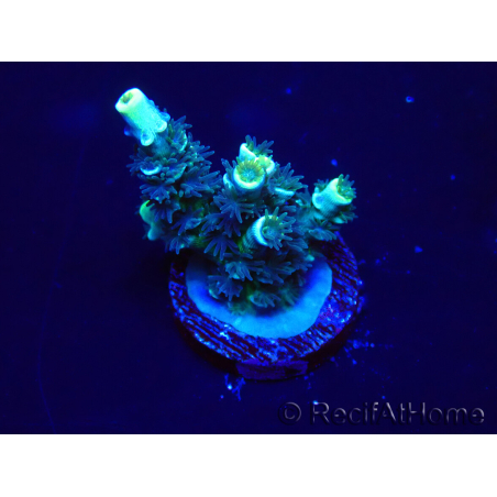WYSIWYG Acropora Maricultuur geacclimatiseerd LED