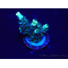 WYSIWYG Acropora Marikultur akklimatisiert LED