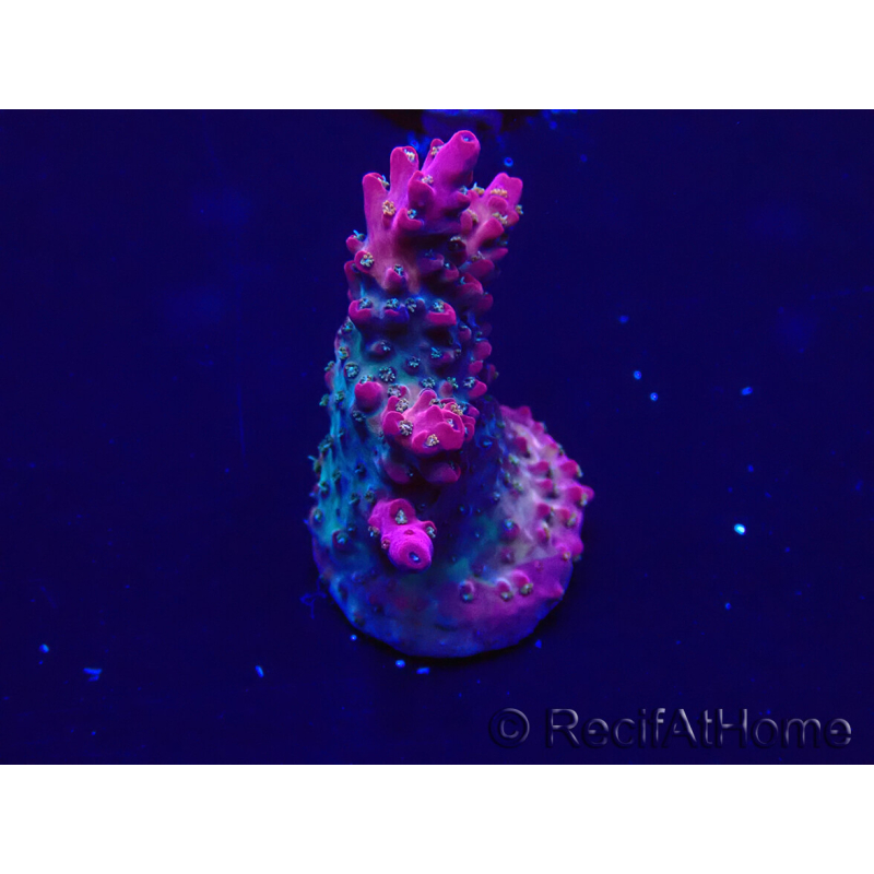WYSIWYG Acropora Marikultur akklimatisiert LED