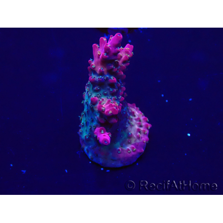 WYSIWYG Acropora Mariculture acclimated LED