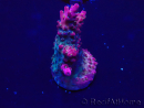 WYSIWYG Acropora Maricultuur geacclimatiseerd LED