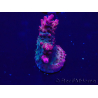 WYSIWYG Acropora Maricultura aclimatada LED