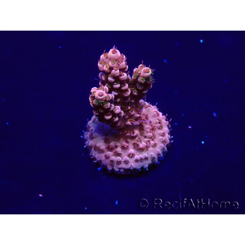 WYSIWYG Acropora Maricultuur geacclimatiseerd LED
