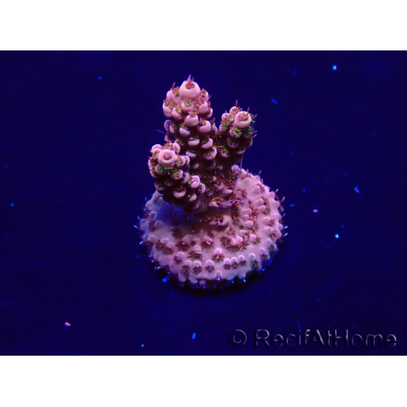 WYSIWYG Acropora Maricultuur geacclimatiseerd LED