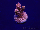 WYSIWYG Acropora Maricoltura acclimatata a LED