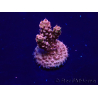 WYSIWYG Acropora Marikultur akklimatisiert LED