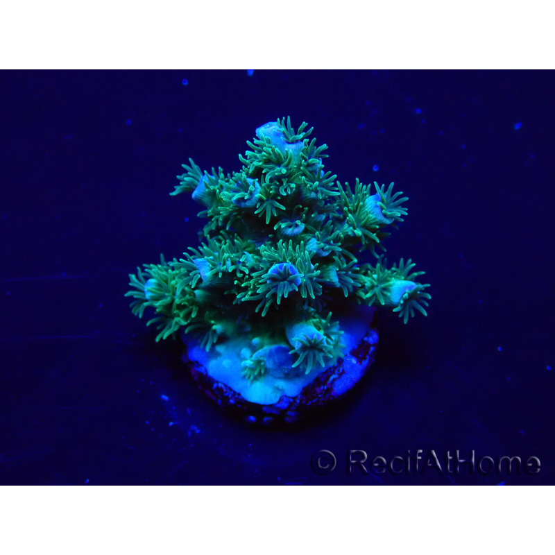 WYSIWYG Acropora Maricoltura acclimatata a LED