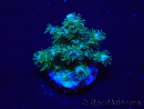 WYSIWYG Acropora 15U2 Mariculture acclimaté led