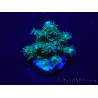 WYSIWYG Acropora Maricultura aclimatada LED