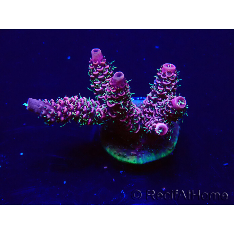 WYSIWYG Acropora Marikultur akklimatisiert LED