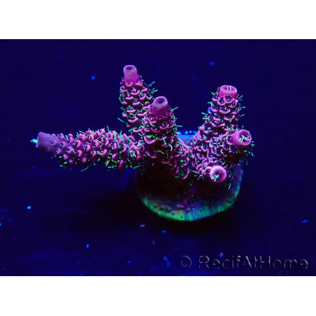 WYSIWYG Acropora Mariculture acclimated LED