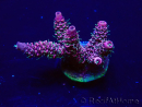 WYSIWYG Acropora Mariculture acclimated LED