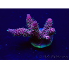 WYSIWYG Acropora Maricultura aclimatada LED