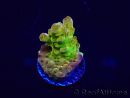 WYSIWYG Acropora Maricultuur geacclimatiseerd LED