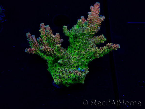 WYSIWYG Acropora Mariculture acclimated LED