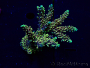 WYSIWYG Acropora Maricoltura acclimatata a LED