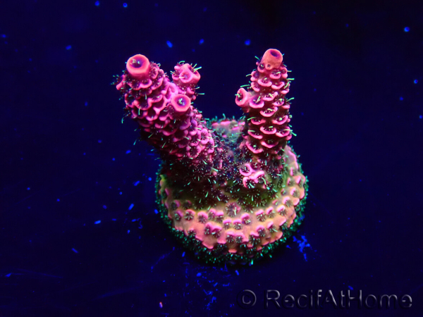 WYSIWYG Acropora 15U10 Mariculture acclimaté led