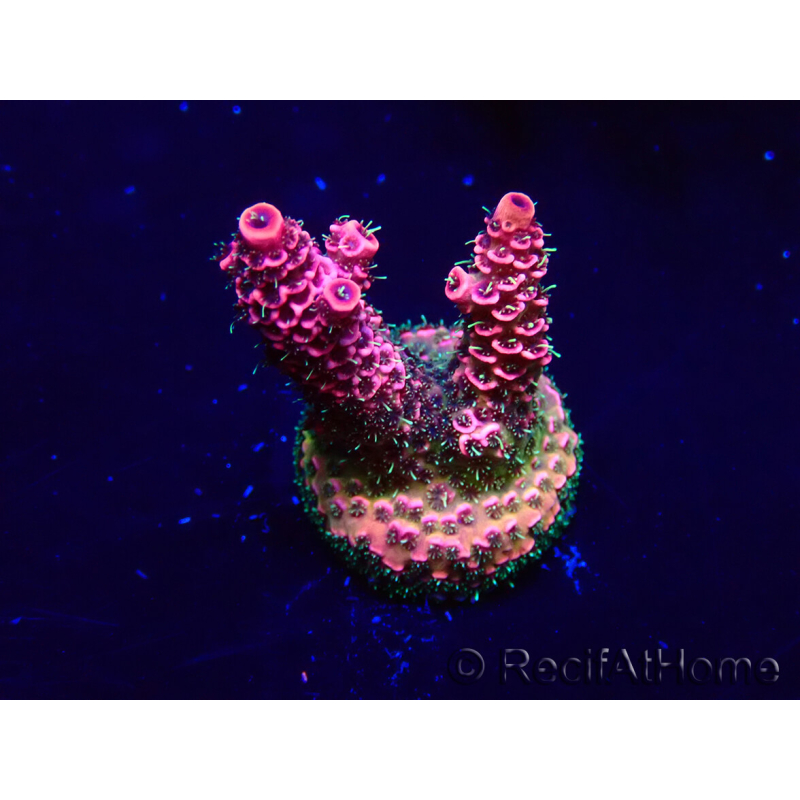 WYSIWYG Acropora Maricultuur geacclimatiseerd LED