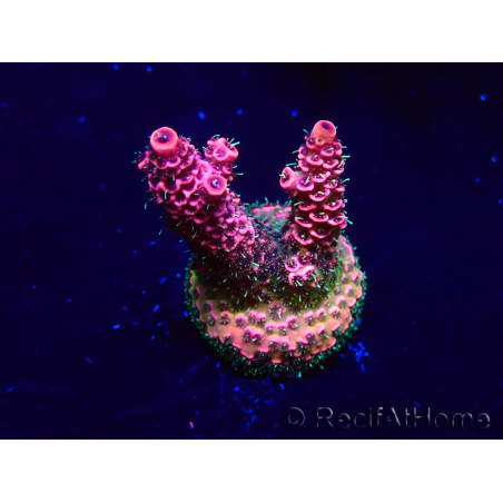 WYSIWYG Acropora Maricultuur geacclimatiseerd LED
