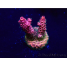 WYSIWYG Acropora Maricoltura acclimatata a LED