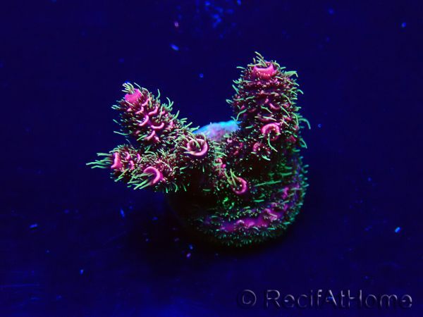 WYSIWYG Acropora Maricoltura acclimatata a LED