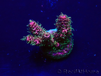 WYSIWYG Acropora Maricultuur geacclimatiseerd LED